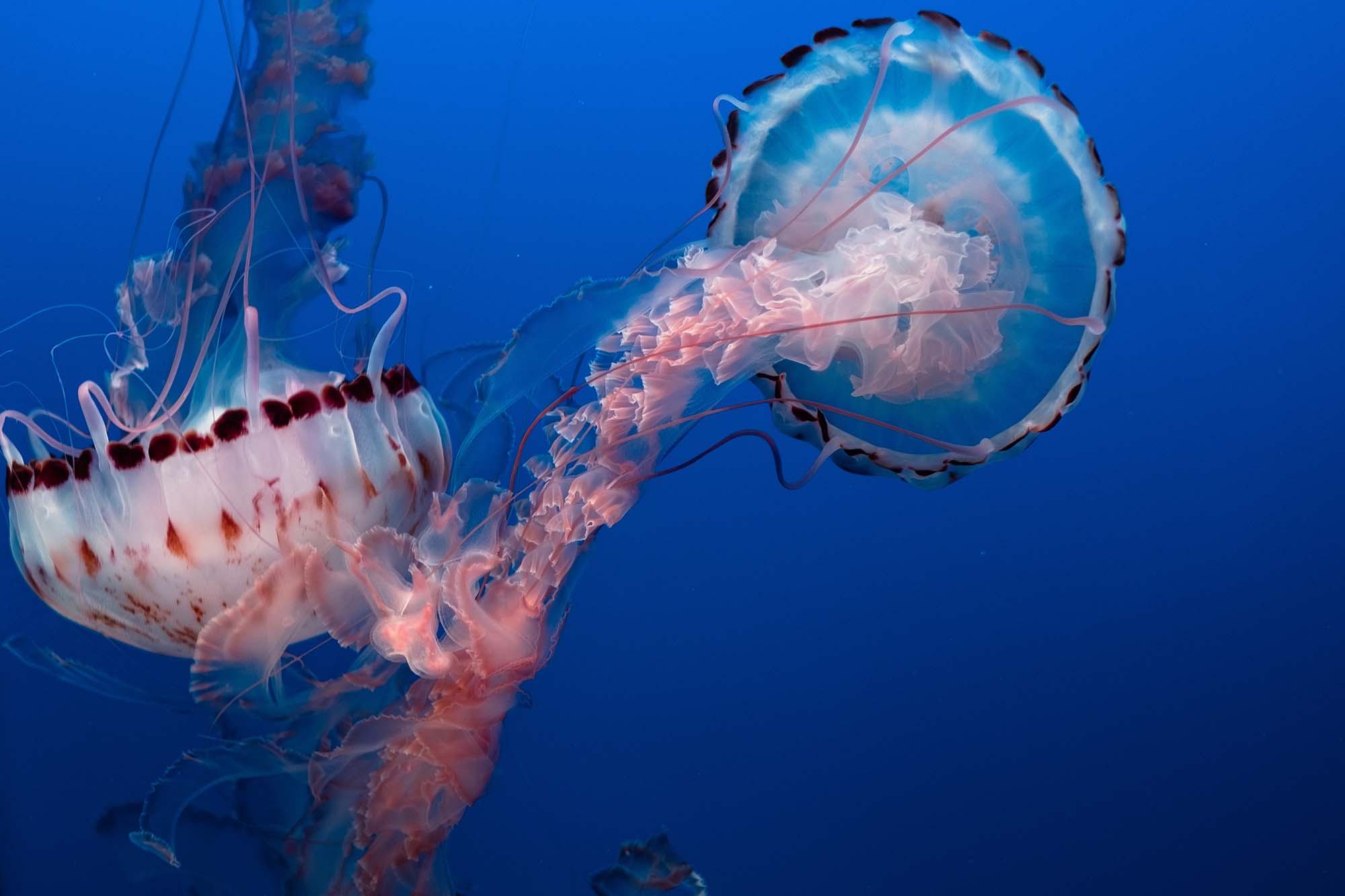 https://www.phidias-hpc.eu/sites/default/files/revslider/image/PHIDIAS_jelly_fish.jpg